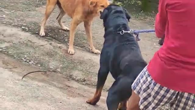 Street dogs fight