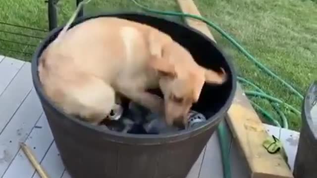 Just a good boy trying to have a good time