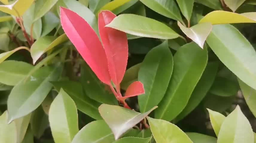 A red leaf among green leaves