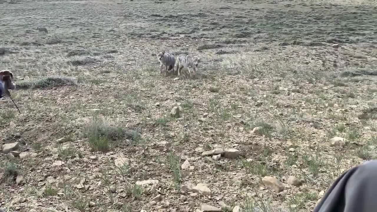 (INTENSE) Wolves vs German Shepard Protecting Owner