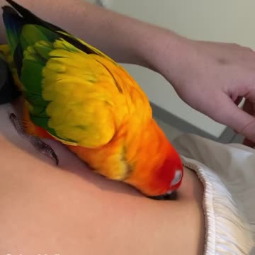 Parrot Obsessed with Mom's Bellybutton