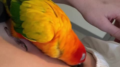 Parrot Obsessed with Mom's Bellybutton