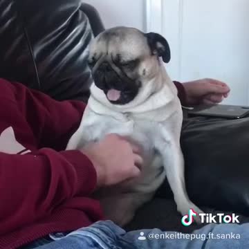 Pug taps for attention