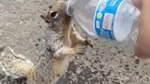 This squirrel is amazing