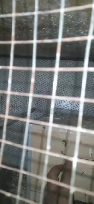 parrot cartoon #Trending #Viral #Famous #USA #Canada #Germany