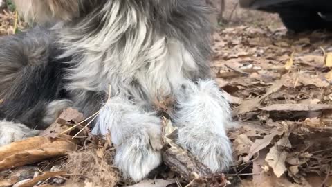 A cute puppy eats a snack.