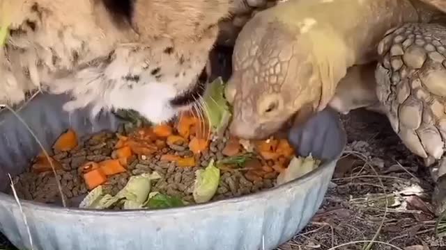 How tortoise and leopard are having breakfast together