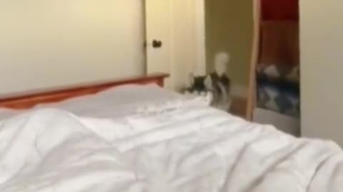 Huskies are even dramatic when they hop on the bed.