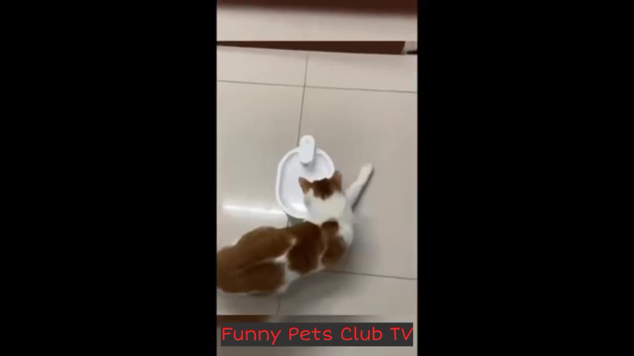 Funniest Cats and Dogs 2024 Videos😹🐶 Best Funny Animal Videos😅