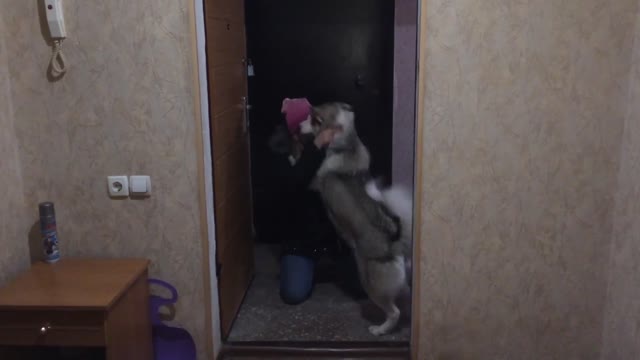 HUSKY MEETS THE OWNER AFTER A LONG SEPARATION