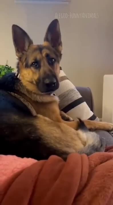 Funny & Cute Animals - Funny Animals 2024