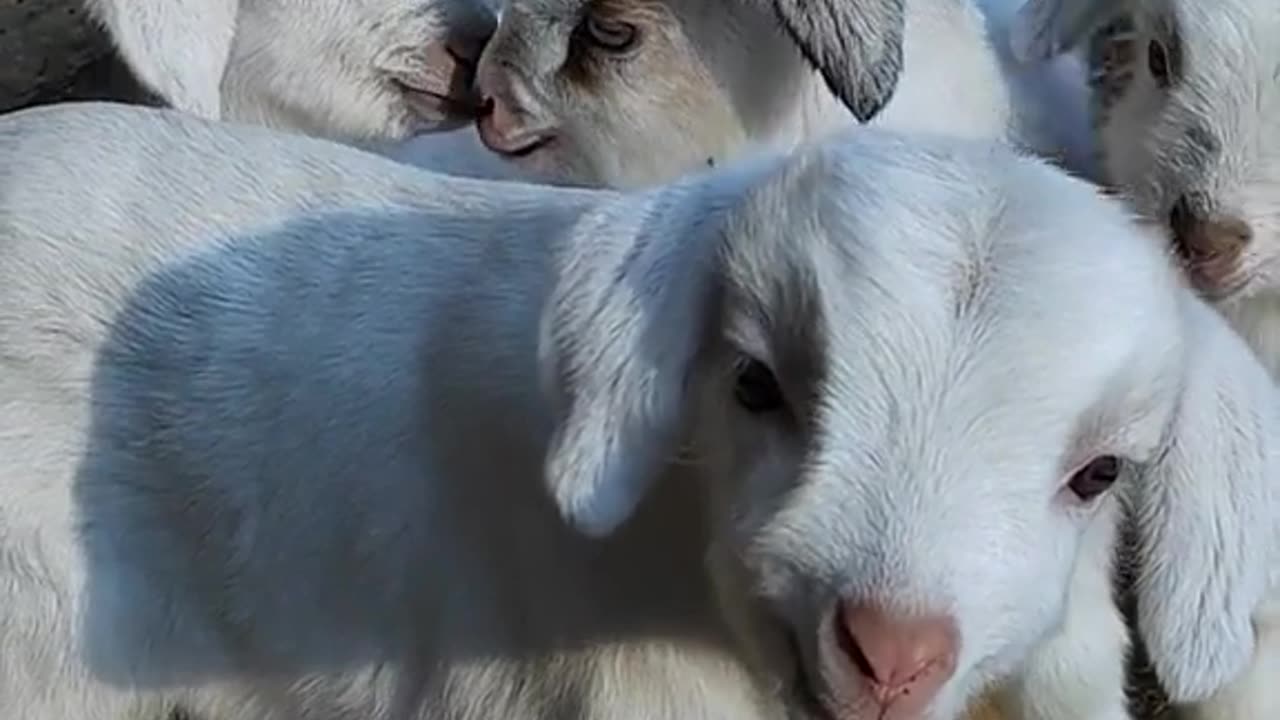 baby goats