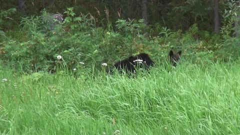 Baby bears and mom bear
