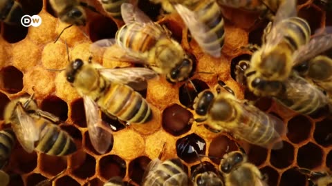 Smart insects - The astonishing intelligence of bumblebees, wasps & co. | DW Documentary