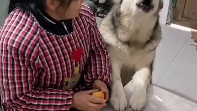 Cute animal, Smart animal, funny animals, animal, smart dog, funny dog, animal tiktok