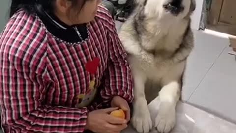 Cute animal, Smart animal, funny animals, animal, smart dog, funny dog, animal tiktok