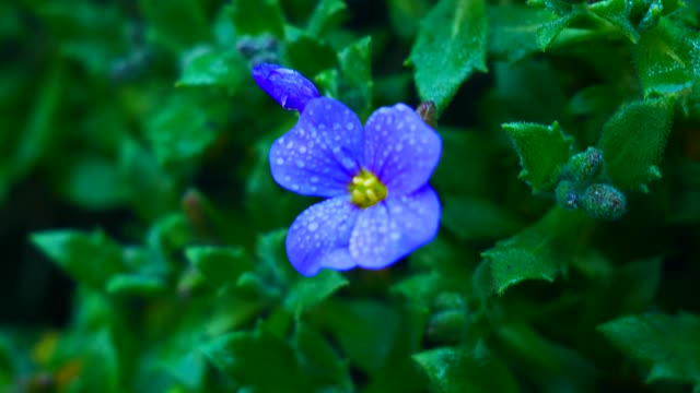 A Small Blue Flower In Bloom