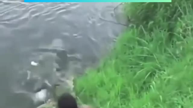 Crocodile almost catch the photographer.