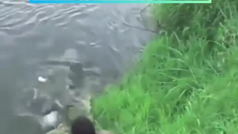 Crocodile almost catch the photographer.