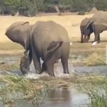Elephants kill crocodiles