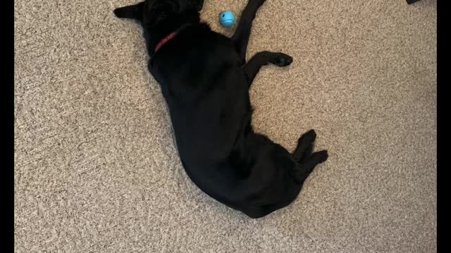 A Dog and His Ball