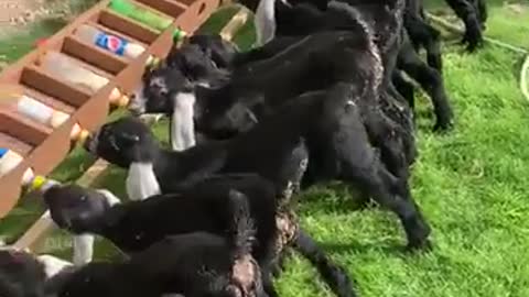 The joy of the lambs