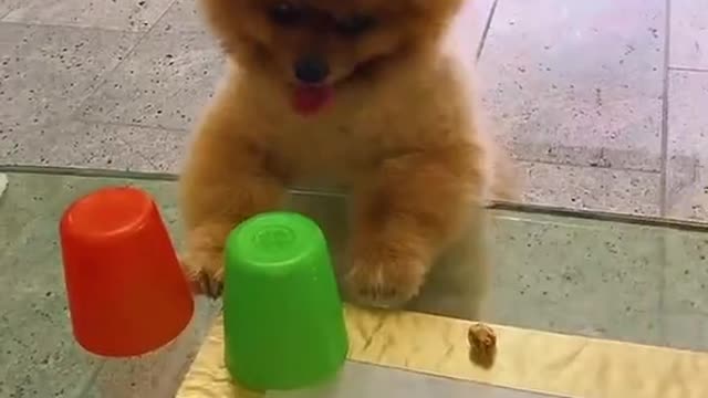 Pomeranian Plays Cup Game