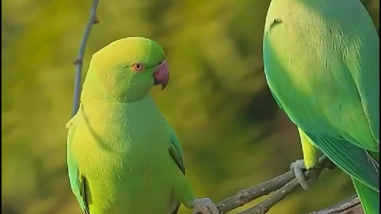 Bird video///viral///video