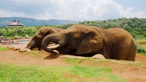 Elephant Eating Time