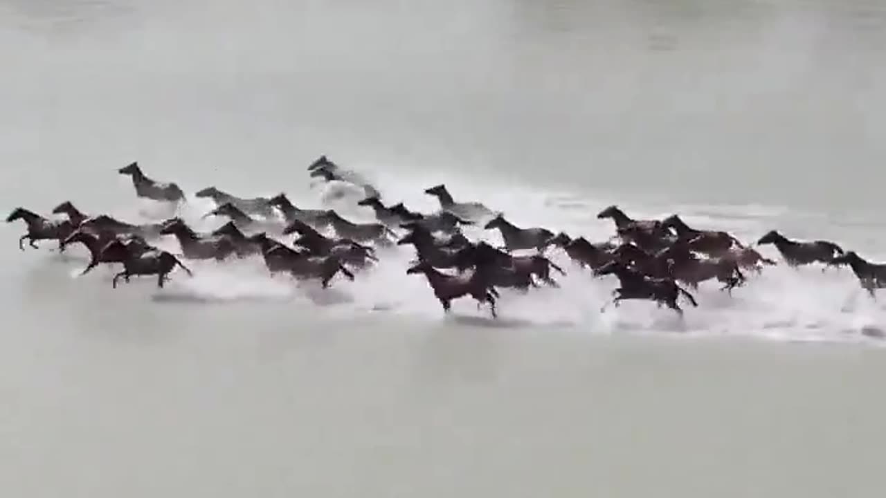 A herd of horses galloping through a river in Zhàos Prairie in Xinjiang