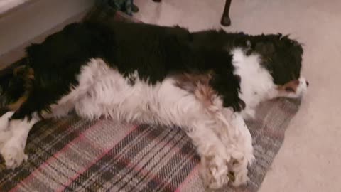 Snoring spaniel