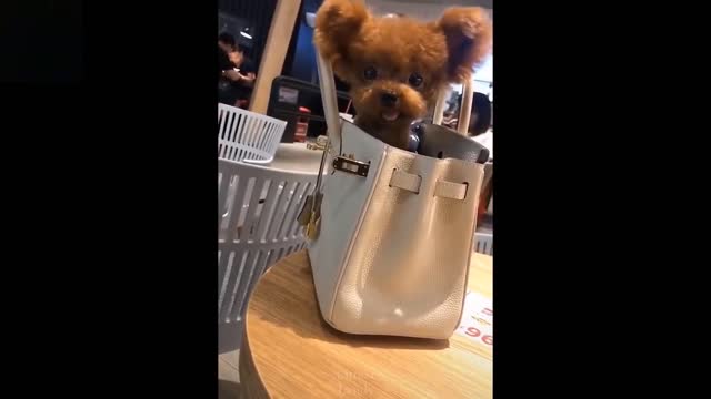 Pets Cute Animals......