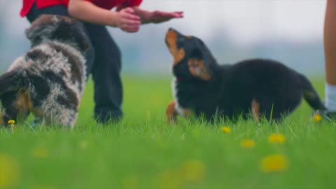 children dogs puppies