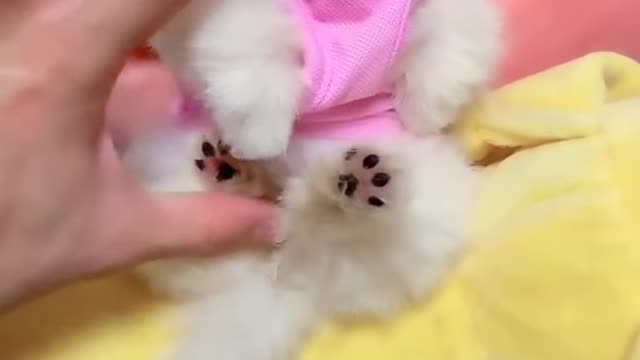 Baby dogs Cute and Funny Dogs Videos Compilation 2021 #shorts