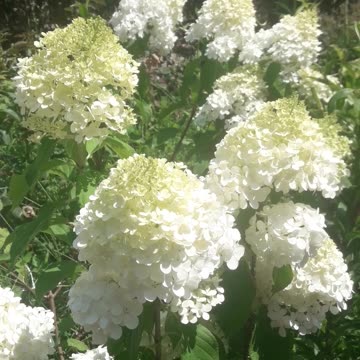 Hydrangea bush in the sunny heat