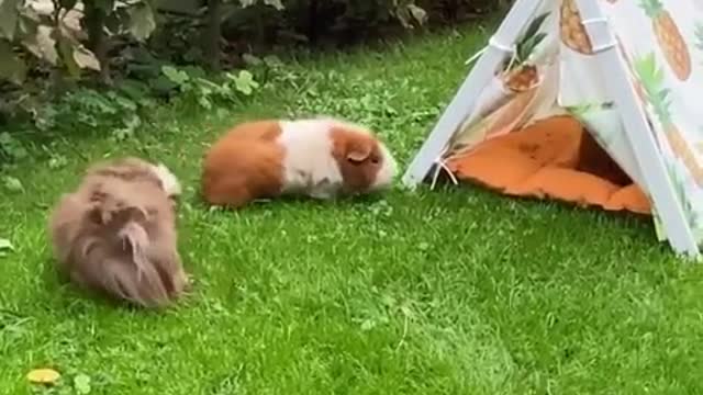 3 Cuties running together