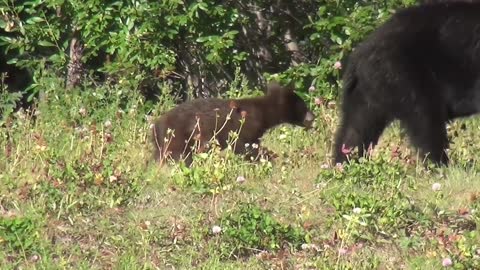 See a black bear female and her baby. High accuracy