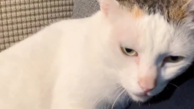 This cat loves its owner so much that he can't wait to lie in his arms all the time