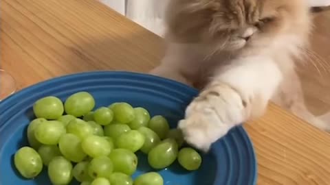 A cat that wants to eat green grapes