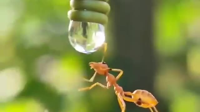 Thirsty Ant…