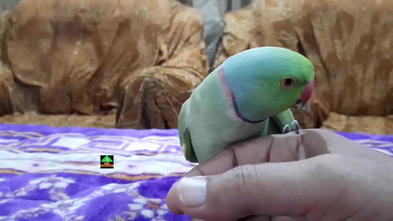 Romeo Talking On Table - Romeo So Funny Ringneck Parrot - Green Parrot Speaking In Urdu Hindip6