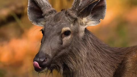 Wildlife & funs