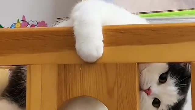 The kitten just came to my house, it seems a little afraid of life