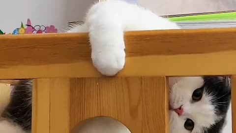 The kitten just came to my house, it seems a little afraid of life
