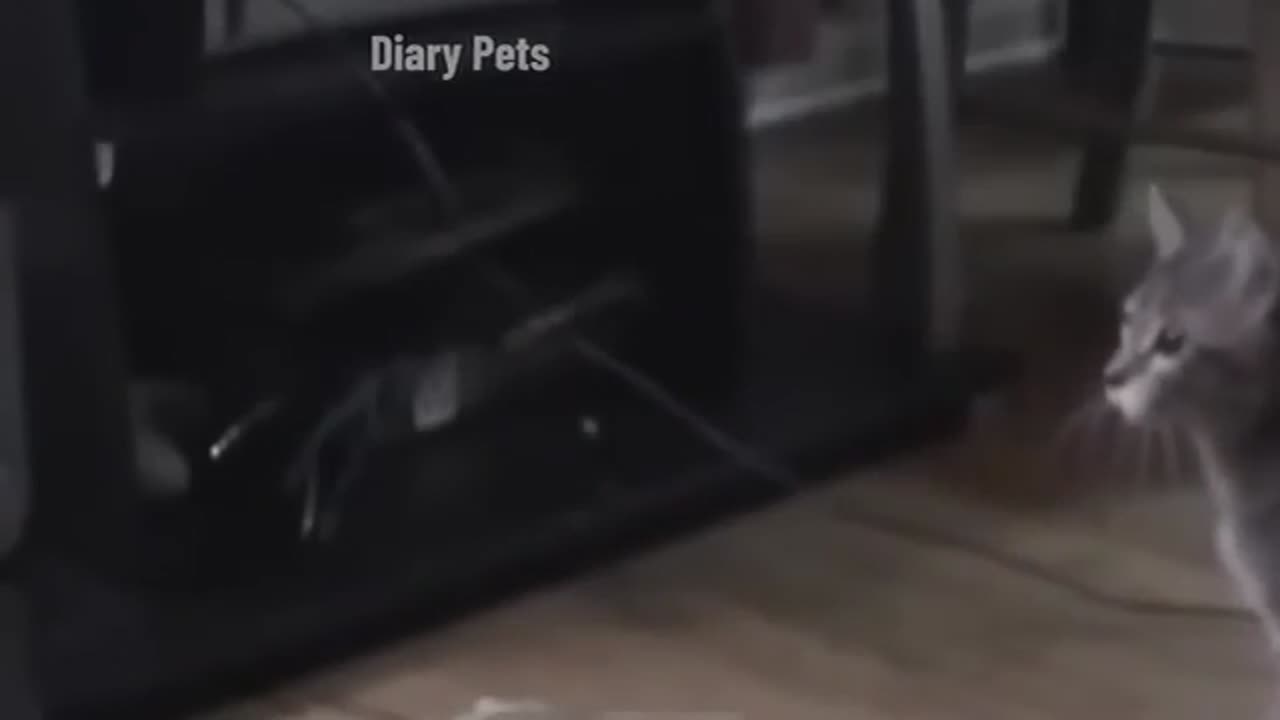 funny cats
