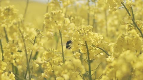 Bee flying from flower to flower