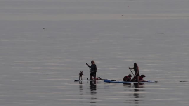 Pups learn to paddleboard