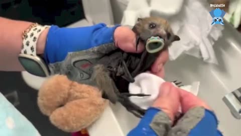 Baby flying-fox goes to a carer Gwickle goes to Nene