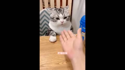funny videos