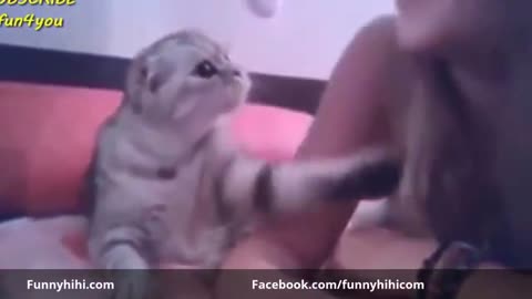 Funny Cats Funny Cat Videos Best Funny Videos Cats Compilation Most Popular YouTube